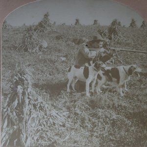 c1900 Hunter Firing Gun with Dogs in Cornfield B.W. Kilburn Stereoview 71